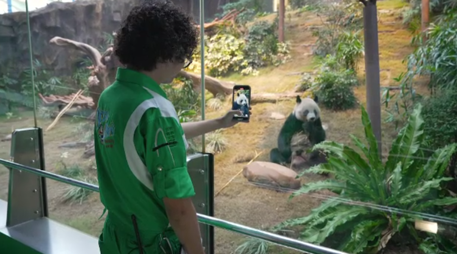 Un îngrijitor de urși panda din Hong Kong are unul dintre cele mai distractive joburi din lume. Filmările lui sunt virale