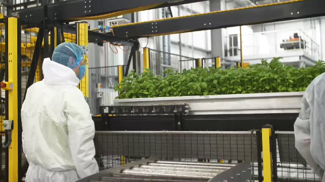 Cum funcționează cea mai mare fermă pe verticală din Europa. Englezii își produc acum singuri verdețurile pe care le importau