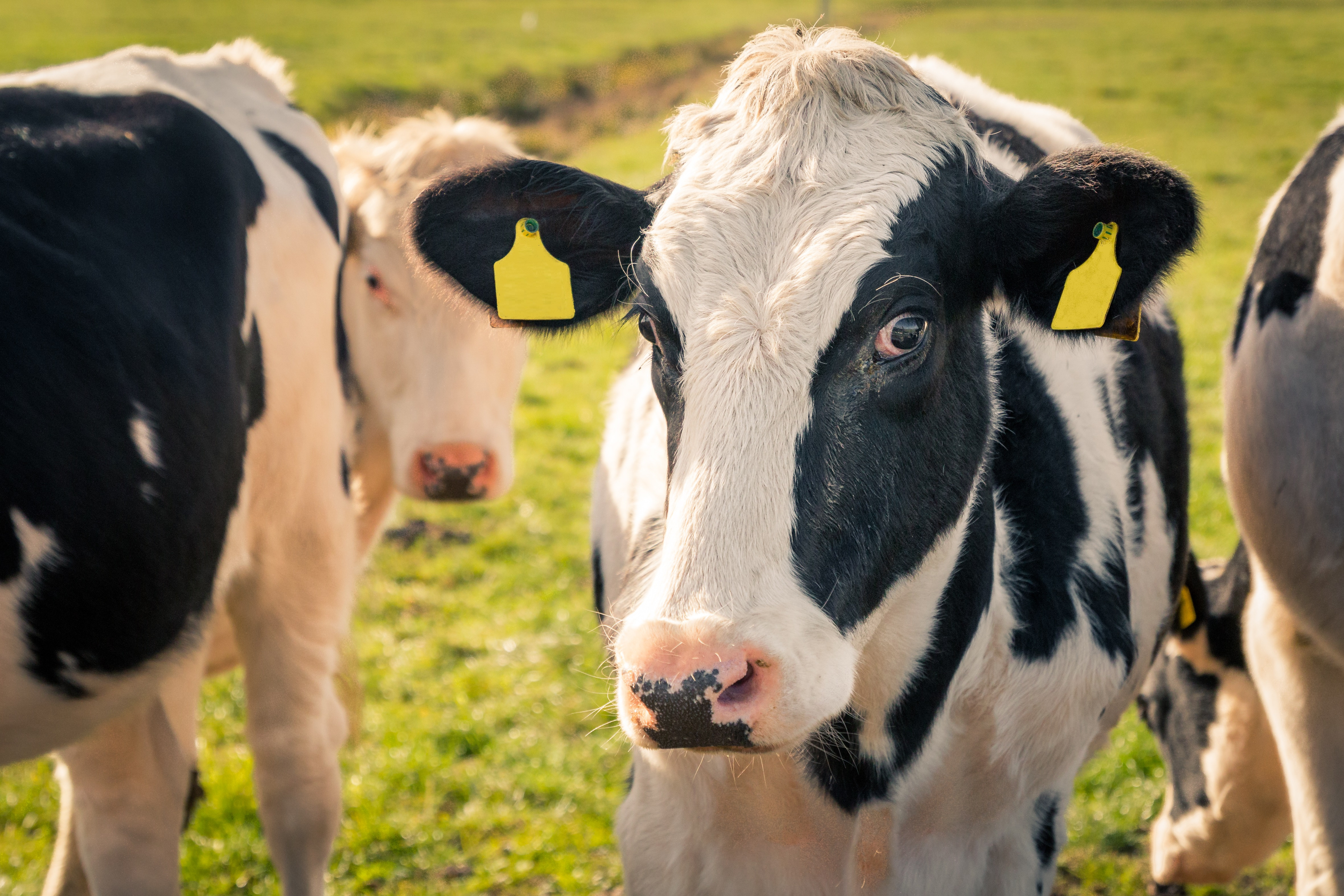 Scoțienii au creat o specie de vaci cu emisii reduse de gaze. Oamenii de știință sunt entuziasmați: Hilda va salva planeta