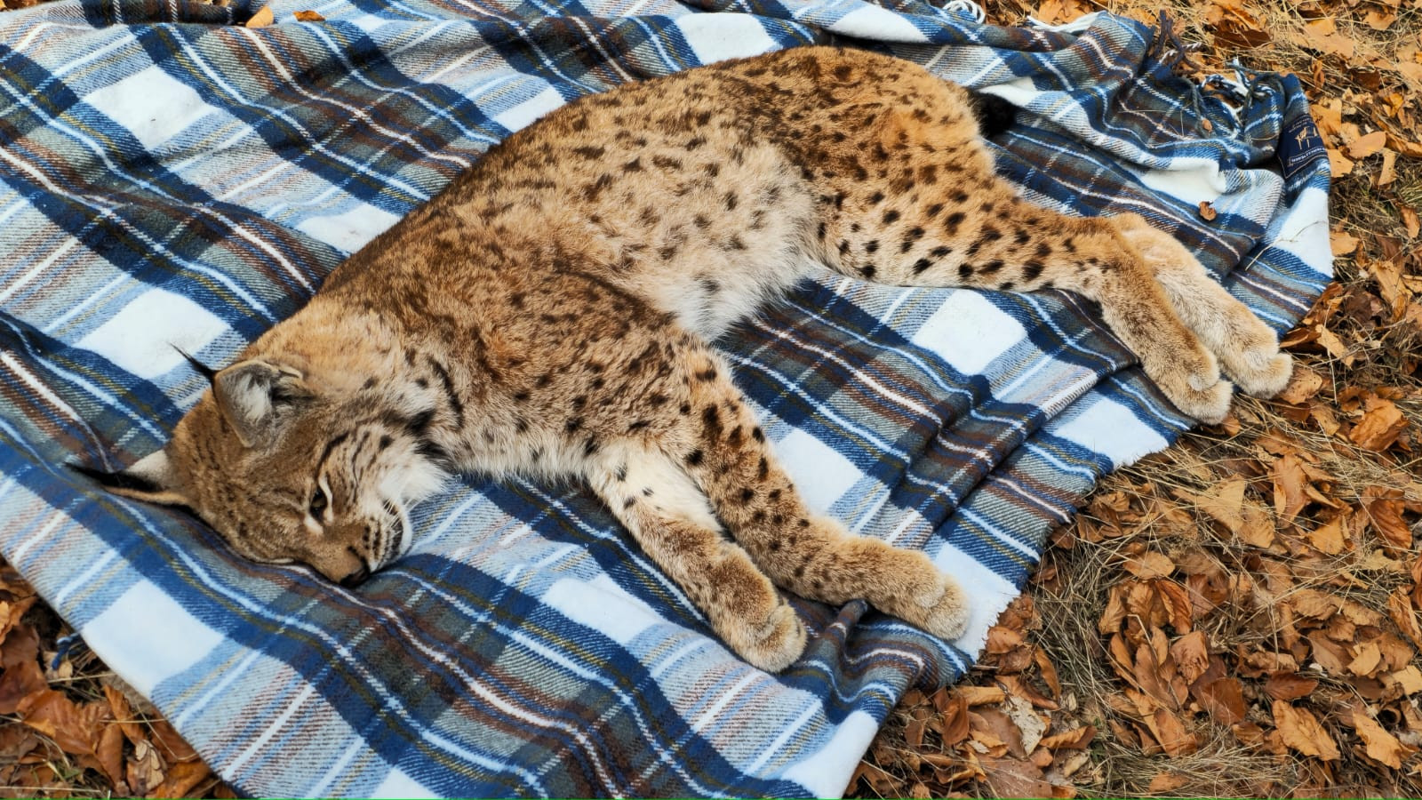 Au auzit zgomote venind dintr-o fântână din Gorj. Neașteptat ce se afla înăuntru. VIDEO