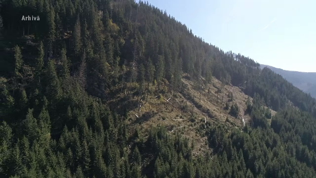 CEDO obligă statul român să retrocedeze 17.000 de hectare de pădure sau să plătească despăgubiri de 61,5 de milioane de euro