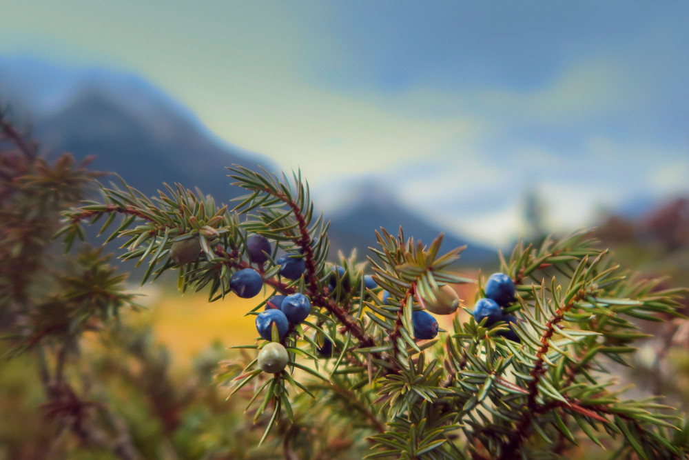 Un tânăr a supravieţuit două săptămâni în munţi doar cu fructe de pădure şi două batoane de cereale