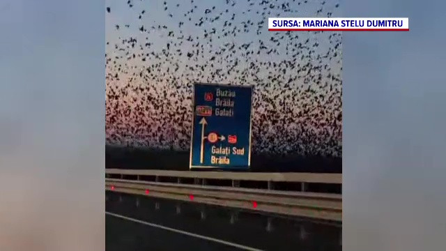 Invazie de ciori între Galați și Brăila. Un cameraman amator a filmat mii de păsări