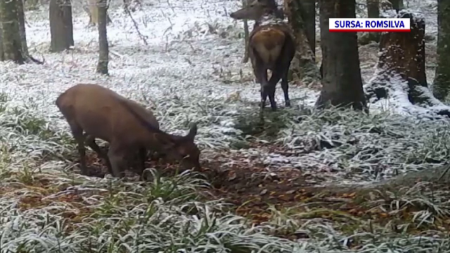 Imagini rare din Parcul Național Retezat. Un cerb și o ciută au fost surprinși adaptându-se iernii
