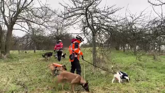 Câinii din Franța ajută la depistarea fisurilor din rețeaua de apă potabilă. Au detectat peste 90% din defecțiuni