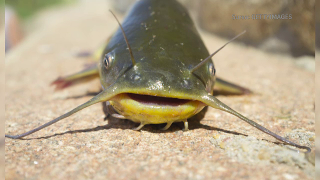 Un pește prădător fără dușmani naturali a apărut în Delta Dunării. Somnul pitic negru a evadat din fermele din Ungaria