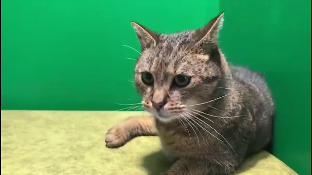 Peste 100 de pisici salvate și-au găsit un cămin într-o cafenea din Botoșani. Oamenii le pot adopta. „Este minunat”