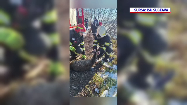 O căprioară înghețată și în pericol de înec, salvată de pompierii din Fălticeni. Va ajunge înapoi în pădure