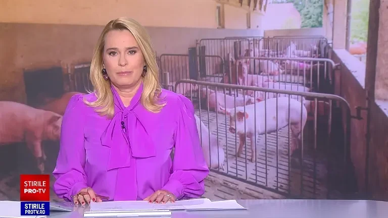 Aproape 50.000 de porci vor fi uciși la o fermă din Constanța din cauza pestei porcine. S-au găsit nouă focare în toată țara