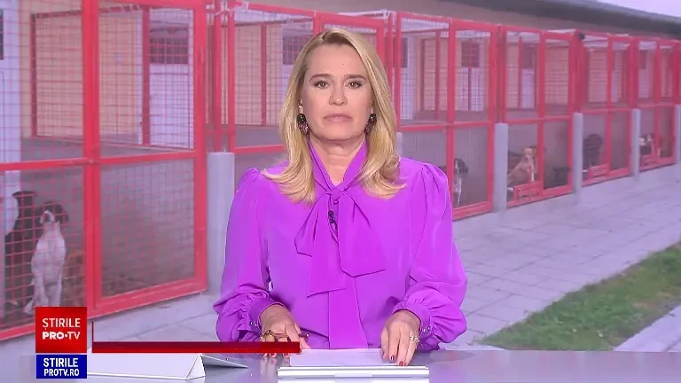 Cățelușa fără stăpân din București care locuiește acum la Hollywood. Starul Joey King a adoptat-o pe loc: ”Mi-ai furat inima”