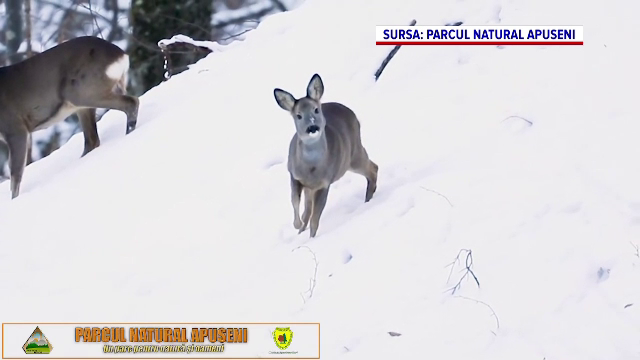 Bambi din Apuseni. Imagini adorabile cu un pui de căprioară, surprinse de o cameră de supraveghere