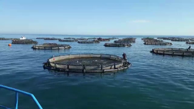 România va avea pește și fructe de mare produse în ferme din Marea Neagră. ”E câștig 100%- eu, clienți, țară”