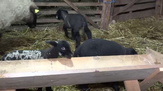 Mieii de Paște vor avea anul acesta și 25 de kilograme. Ciobanii anunță și cât va costa carnea