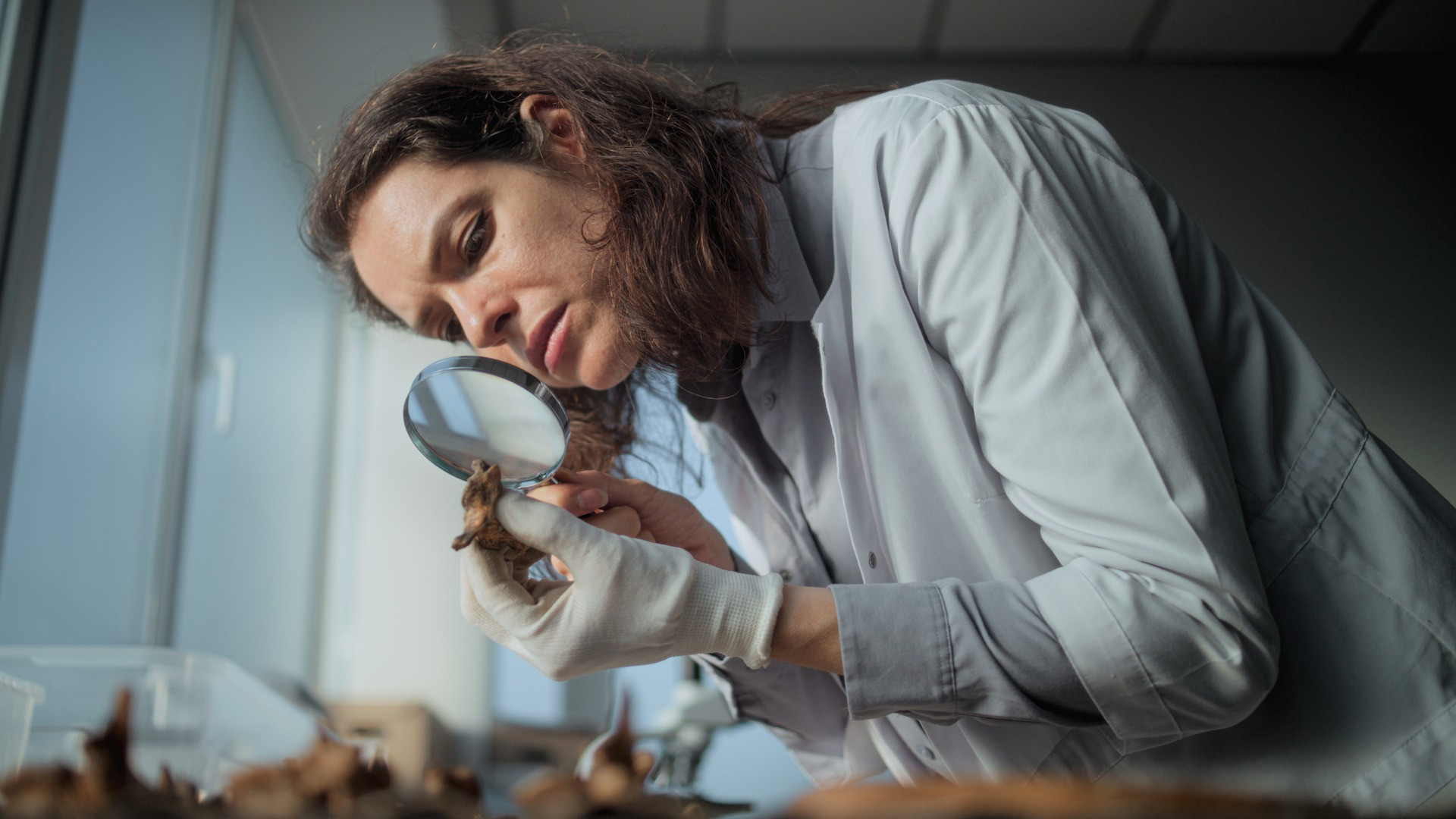 Cele mai vechi urme ale prezenței umane în Europa, descoperite în România. Arheologii cred că au aproape două milioane de ani