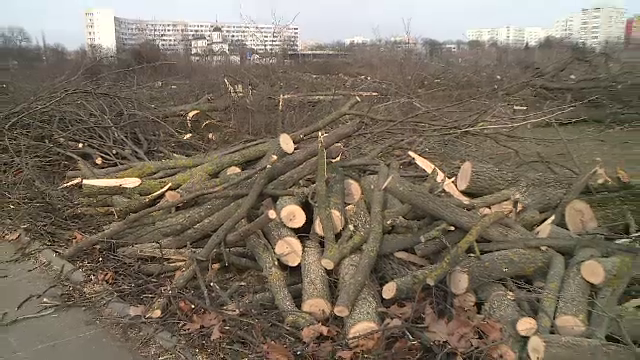 Defrișări &icirc;n Parcul IOR