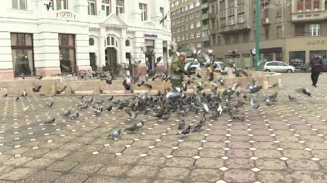 Tradiția hrănirii porumbeilor nu mai este amendată la Timișoara. Până la 300 de lei plăteau cei prinși