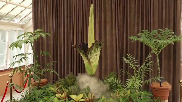 Floarea din Sydney care miroase ca un cadavru în putrefacție a înflorit după 15 ani