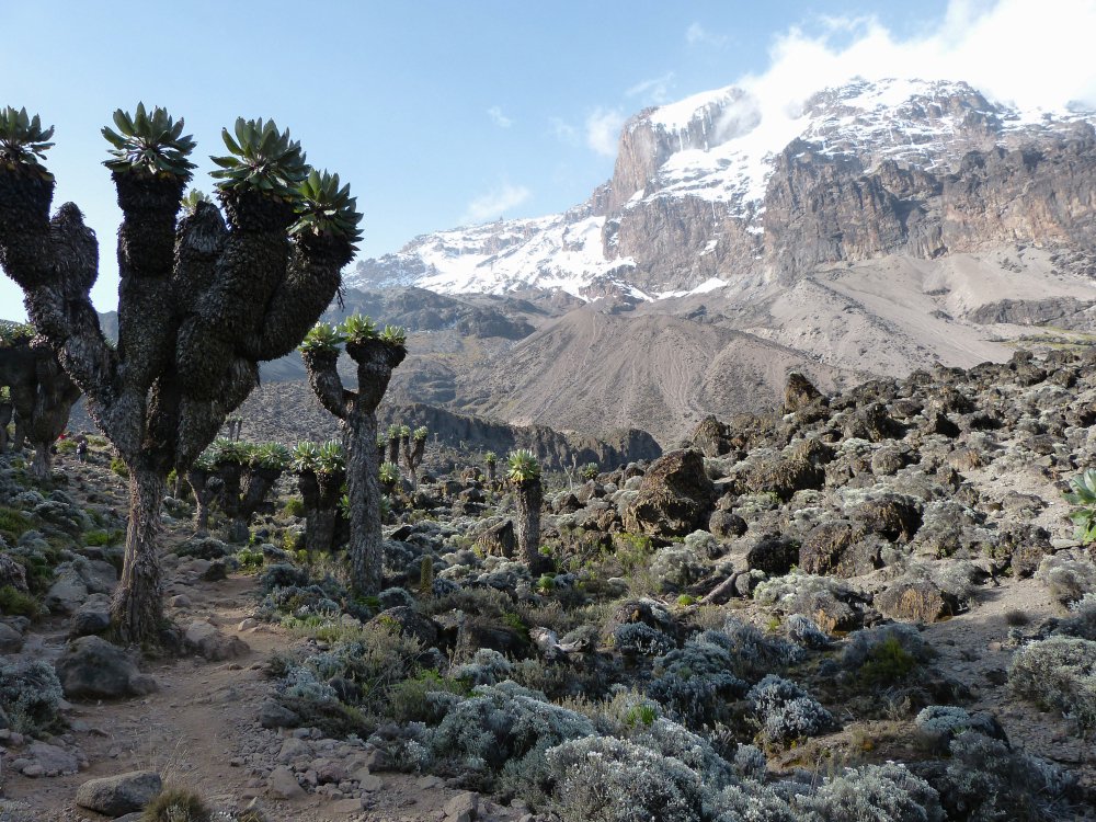 Ruta Lemosho, Kilimanjaro, Tanzania