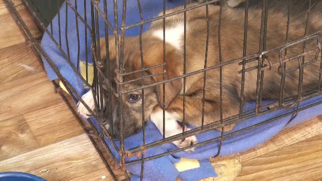 Voluntarii din Galați au dat o a doua șansă câinilor afectați de inundații. „Au căzut peste ei tot felul de lucruri”