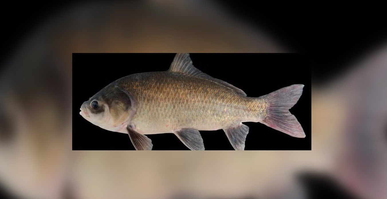 Enigma speciei care trăiește peste 100 de ani și devine tot mai sănătoasă de la un an la altul