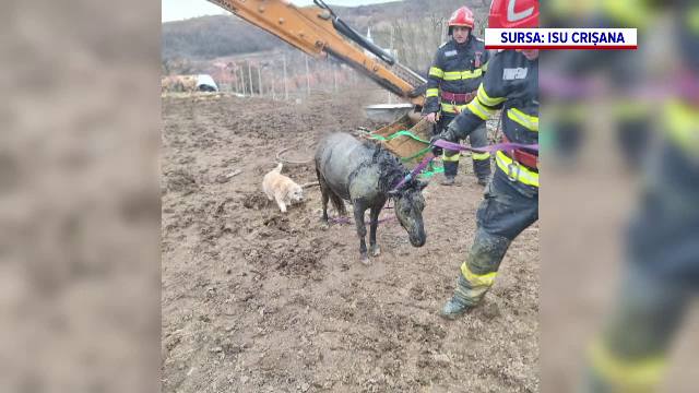 Misiune inedită a pompierilor din Bihor. Au salvat un ponei dintr-o fântână de patru metri