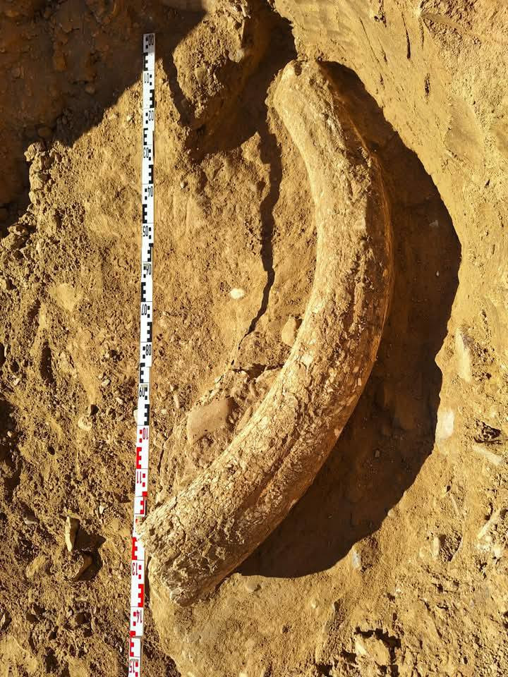 Descoperire unică în sudul României. Un fildeş de mamut lânos a intrat în patrimoniul Muzeului Buzău