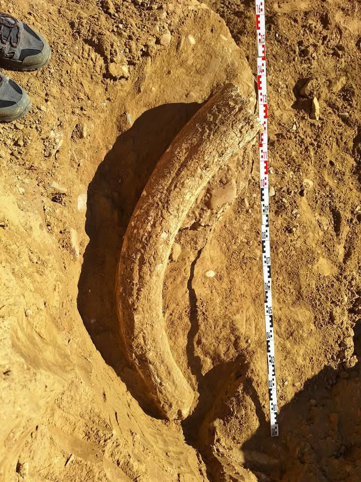 incisiv mamut blanos buzau