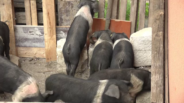 Pesta porcină, transmise prin paie, bănuiala autorităților sanitar-veterinare din Mureș. S-a trasat zonă de carantină