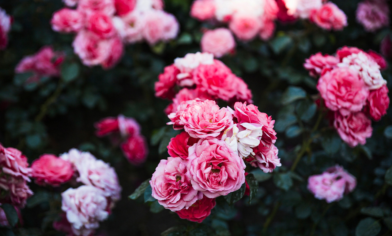 (P) Sfaturi pentru plantarea și îngrijirea trandafirilor la ghiveci