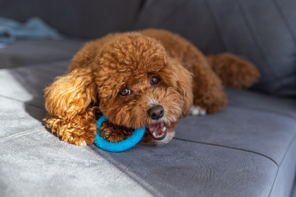 O fetiță a strâns sticle reciclabile timp de 6 ani și din banii primiți și-a cumpărat un câine. „L-am considerat perfect”