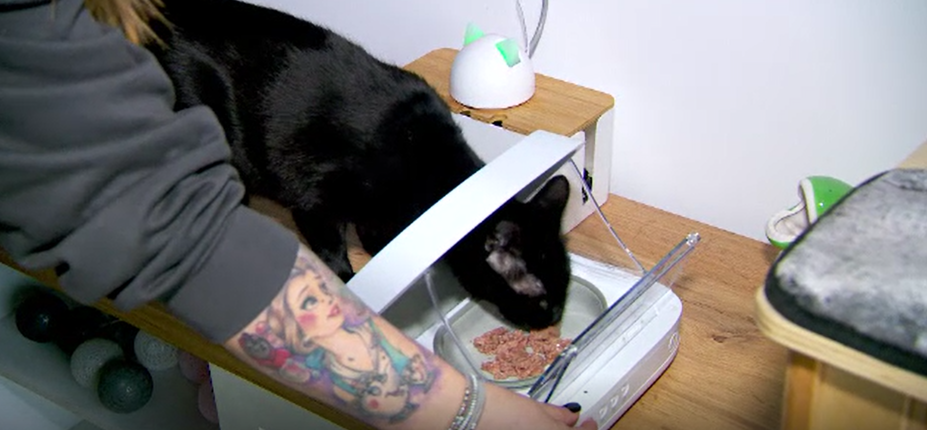 Gadgeturile pentru animalele de companie sunt tot mai căutate și în România. Cele mai căutate sunt bolurile pentru mâncare