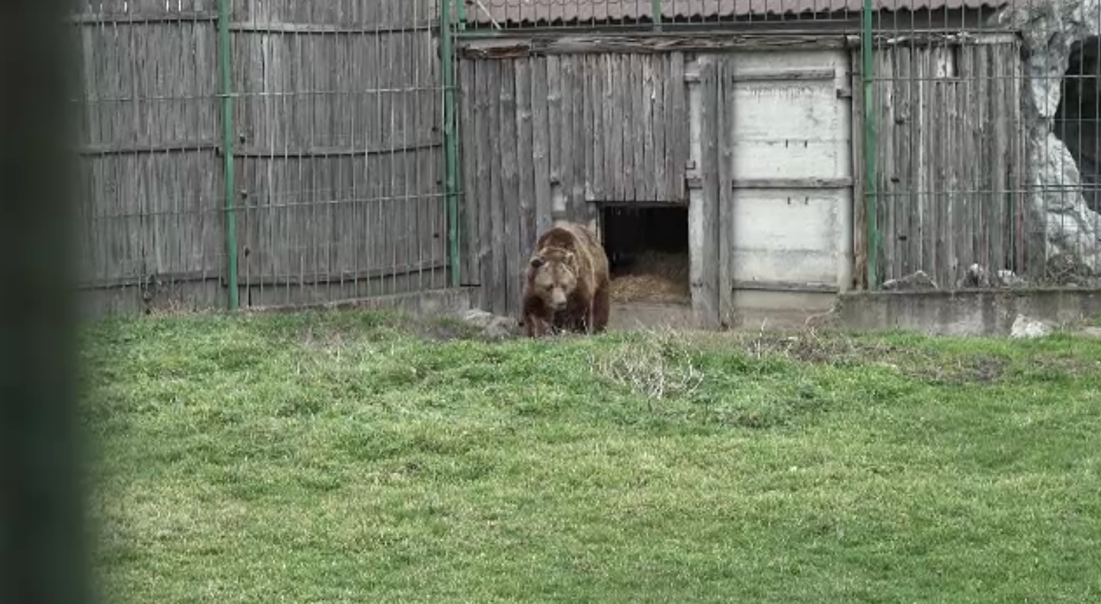 Urșii de la Zoo Târgu Mureș anunță primăvara. Cei șapte blănoși au ieșit din bârlog și nu au mai intrat