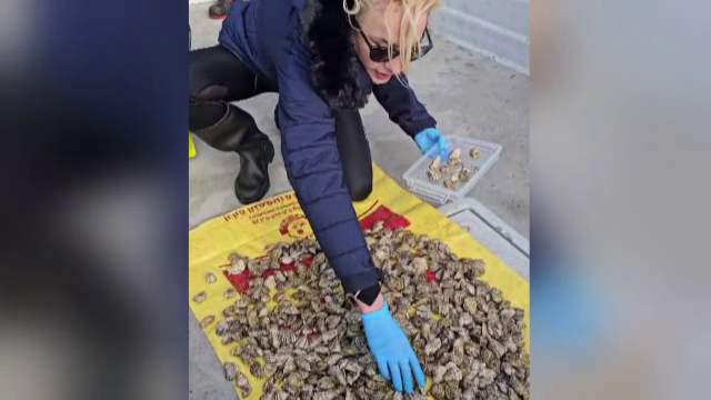 Primele stridii crescute în Marea Neagră se dezvoltă bine și au rezistat la furtunile din iarnă. O porție costă 100 lei