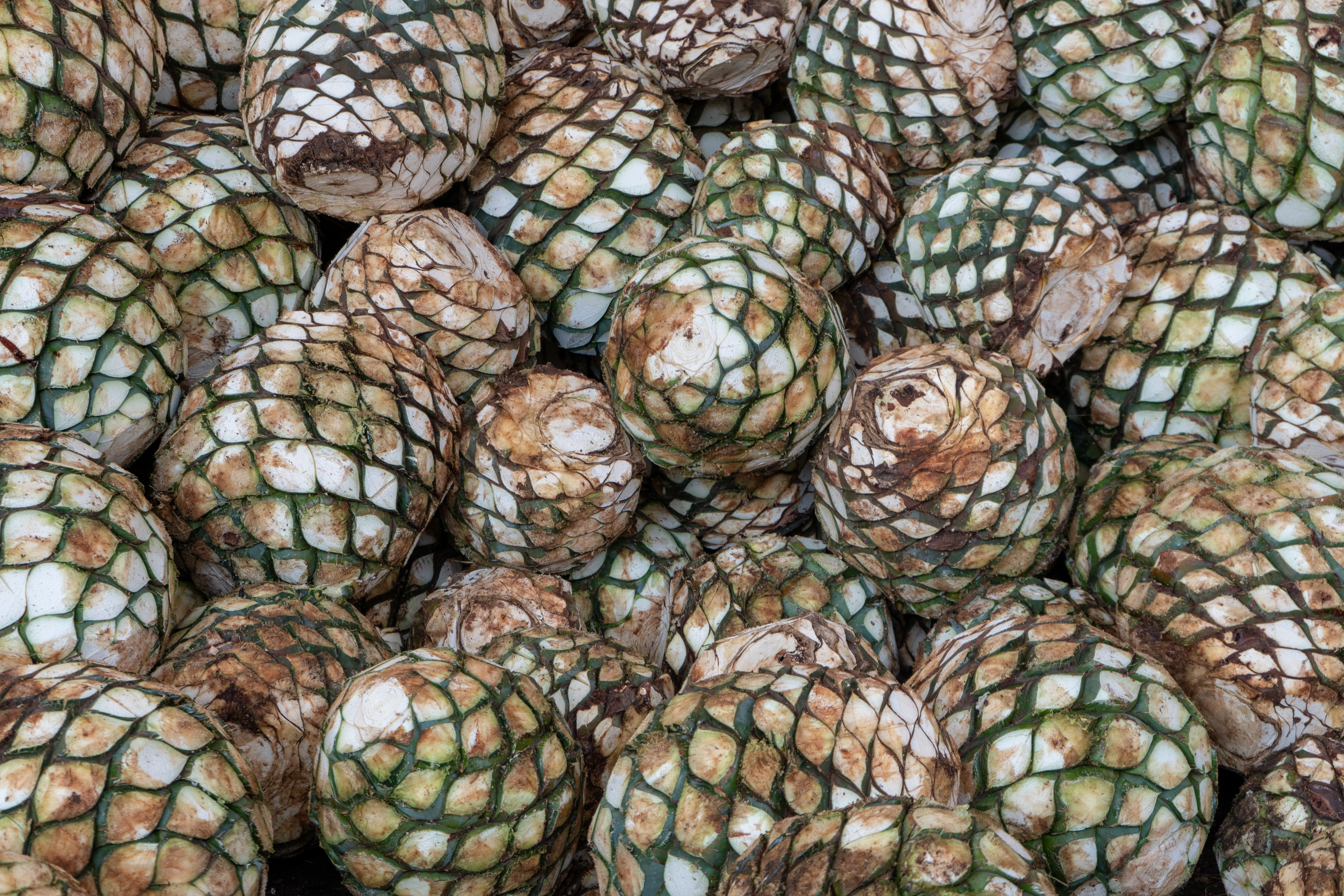 Agave - ce este siropul de agave și ce beneficii are pentru sănătate. Cum poate fi utilizată planta