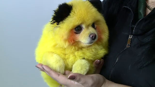 Noua modă în rândul animalelor de companie: schimbare de look la coafor. Procedura poate costa și 1.000 de lei