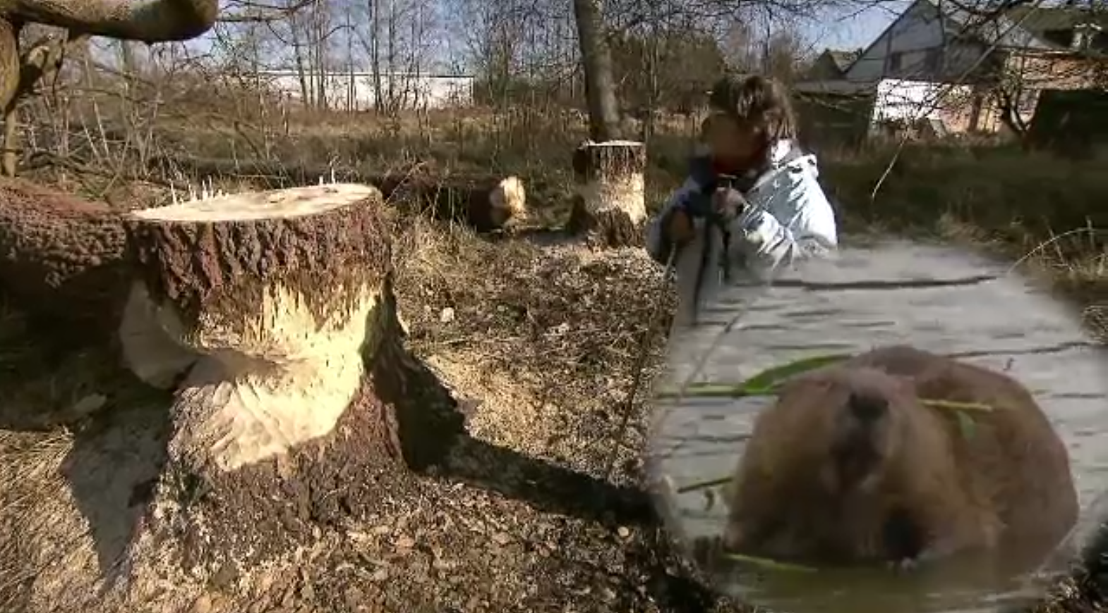 Problemă ieșită din comun pentru o pensionară. Casa în care locuiește a fost inundată din cauza castorilor