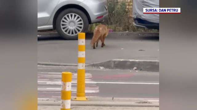 Vulpile își fac apariția tot mai des în București. 17 persoane au ajuns la spital mușcate. Sfaturile medicilor