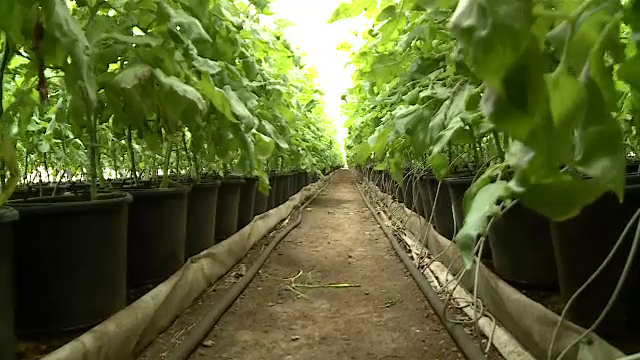 Statul pregătește programul „prima butelie” în sprijinul agricultorilor cu sere. Cât ar scădea factura la încălzire