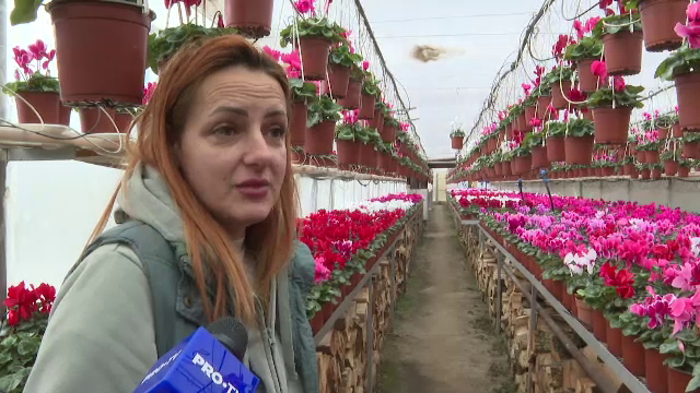 Începe cursa pentru buchetul perfect de Ziua Îndrăgostiților. Proprietarii de sere anunță prețuri și cu 15-20% mai mari