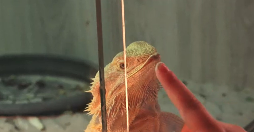 Expoziție inedită la Iași. Zeci de șerpi, șopârle și păianjeni îi provoacă pe vizitatori să-și învingă fricile