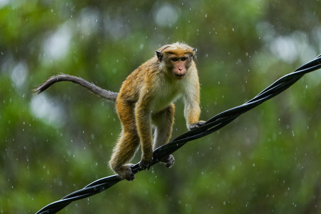 O maimuță a băgat o țară întreagă în beznă totală. Cum a reușit micuța primată să îi lase pe oameni fără curent electric