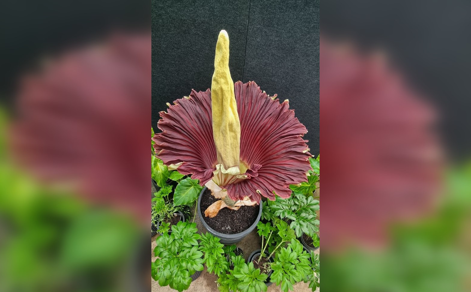 O „floare-cadavru” a înflorit după 15 ani, în Australia. Miroase a carne putrezită și poate ajunge la 2,5 metri înălțime