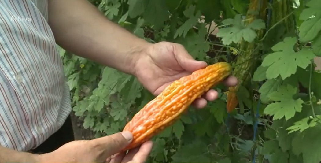 Apar noi legume și fructe pe piața românească. Pepenele cu gust de coniac și spanacul urcător de Malabar, printre premiere