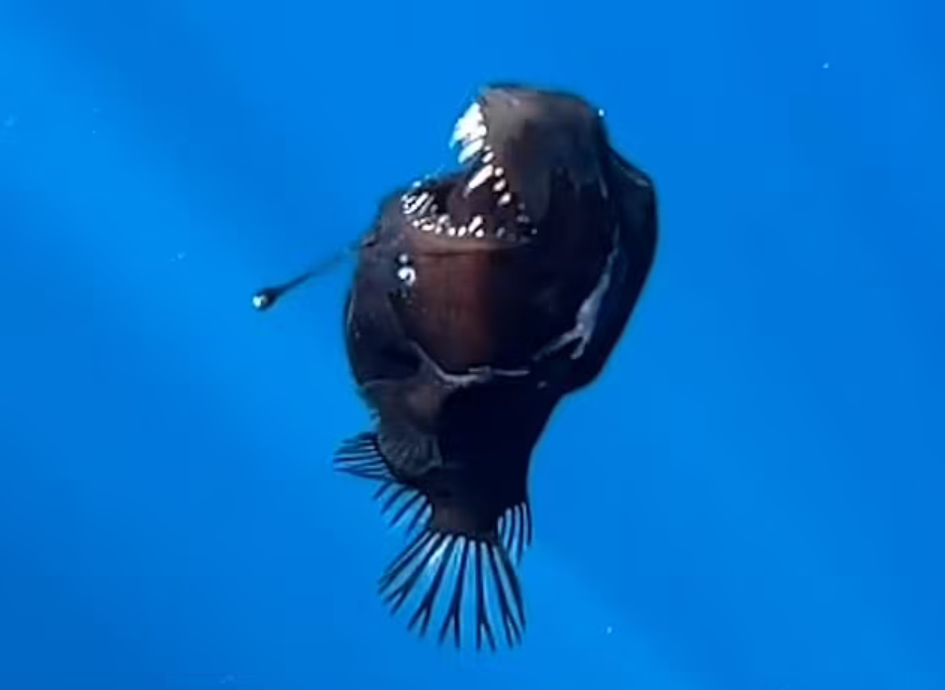 Creatura marină rară, numită „demonul negru”, care le-a ieșit în cale unor cercetători în timpul unei expediții în Tenerife