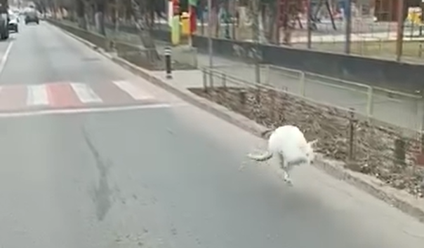 Un pui de cangur a fugit din curtea lui Nuțu Cămătaru. Animalul, filmat pe o stradă din Sectorul 5 | VIDEO