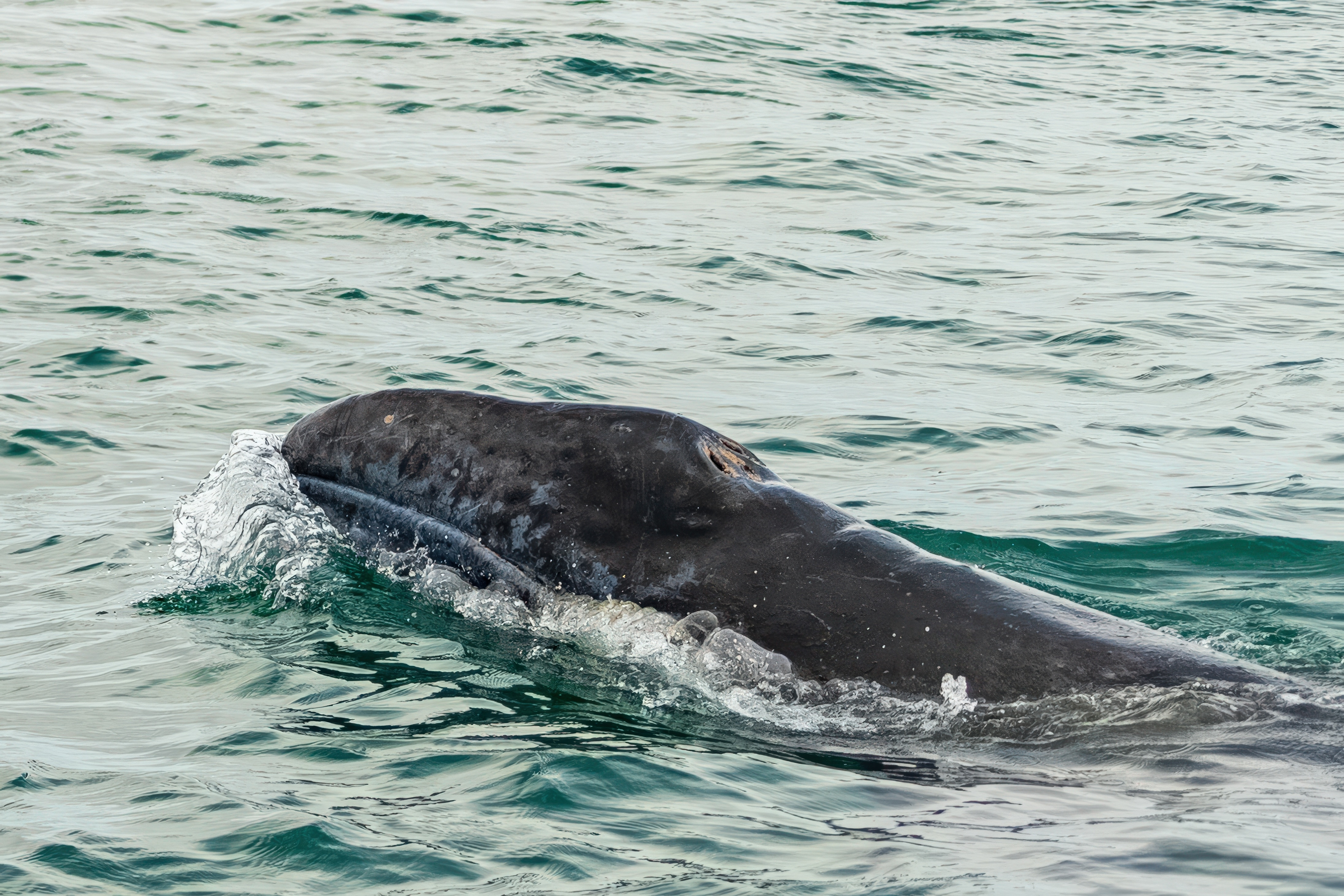 „Am crezut că balena m-a înghiţit”. Momentul în care un tânăr este tras sub apă cu tot cu caiac. VIDEO