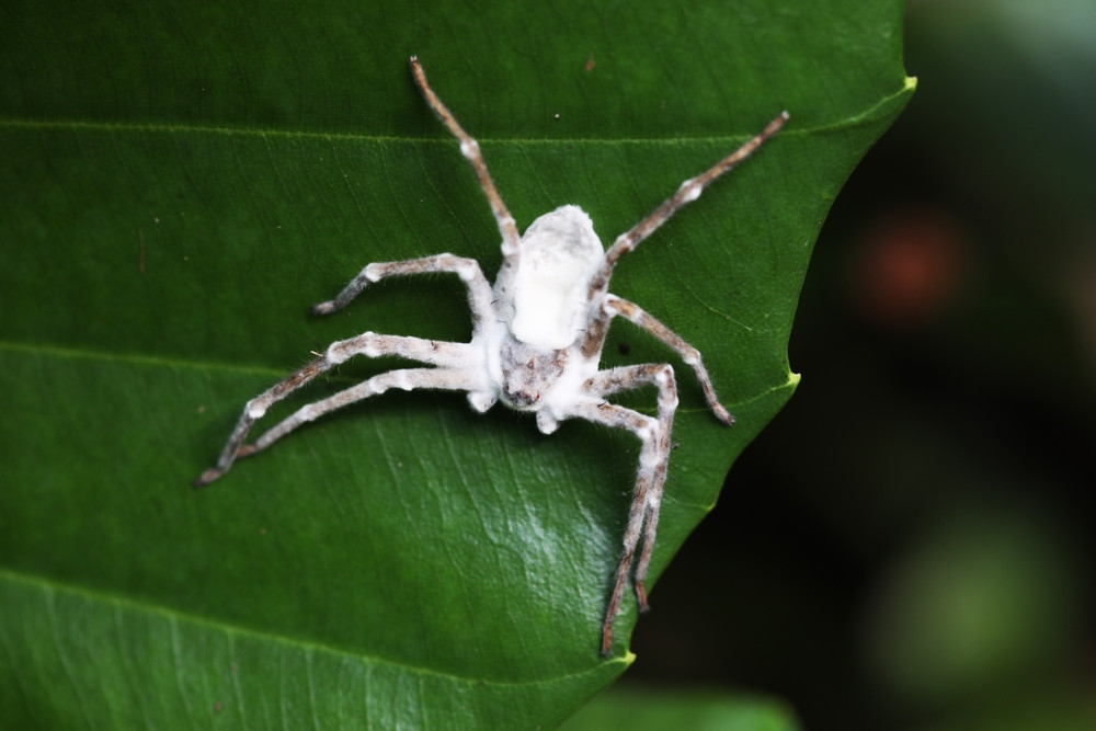 O ciupercă nou descoperită transformă păianjenii care trăiesc în peșteri în ”zombi”. Cercetător: ”Este foarte interesant”