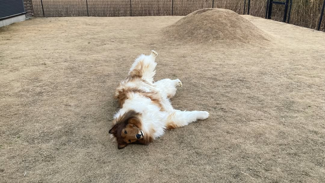 Visul unui japonez devenit realitate: Și-a deschis o afacere pentru cei care vor să se simtă animale de companie pentru o zi