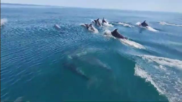 Delfinii din Marea Neagră sunt tot mai puțini. Semnalul de alarmă tras de ecologiști