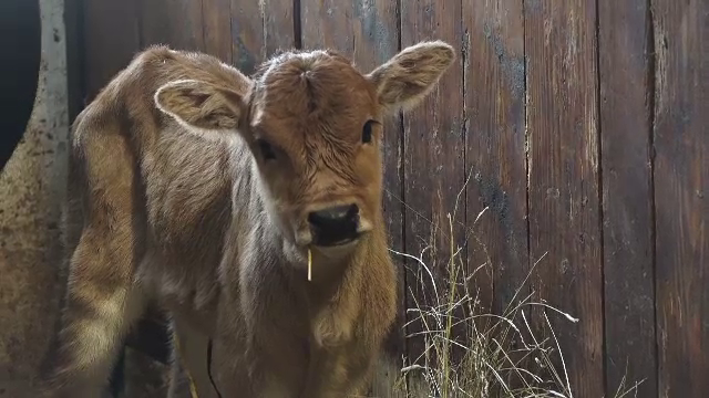 Un pui de zebu, noua vedetă a grădinii zoologice din Târgu Mureș. Motivul pentru care această specie milenară este specială